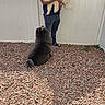 Bear And Snow is registered to the contest to win money with this photo: dog, person, white_fence, rocky_ground, outdoor, pet, fluffy_dog, black_dog, holding, looking_up, casual_clothing, sandals, sunlight, backyard, nature, grass, mountains, daytime, shadow, resting