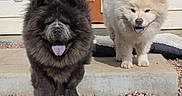 Bear And Snow joined the competition — help win amazing prizes! dog, chow_chow, fluffy, tongue_out, outdoor, sunny, pet, canine, animal, happy, two_dogs, door, dog_bed, concrete, gravel, fur, mammal, companion, domestic_animal, cute