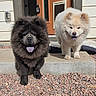 dog, chow_chow, fluffy, tongue_out, outdoor, sunny, pet, canine, animal, happy, two_dogs, door, dog_bed, concrete, gravel, fur, mammal, companion, domestic_animal, cute