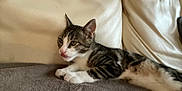 Azur a rejoint le concours — aidez-le/la à gagner de superbes lots ! cat, kitten, tabby, indoor, pet, feline, animal, resting, couch, leather, blanket, cute, tongue, young, striped, whiskers, fur, relaxed, domestic, paw