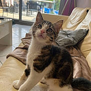 Azur a rejoint le concours — aidez-le/la à gagner de superbes lots ! cat, kitten, tabby, indoor, couch, blanket, pillow, window, door, sunlight, furniture, pet, animal, whiskers, curious, sitting, feline, closeup, home, domestic