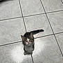 Azur a rejoint le concours — aidez-le/la à gagner de superbes lots ! kitten, cat, pet, animal, floor, tile, indoor, cute, small, whiskers, fur, tail, looking_up, domestic, mammal, young, adorable, curious, paws, eyes
