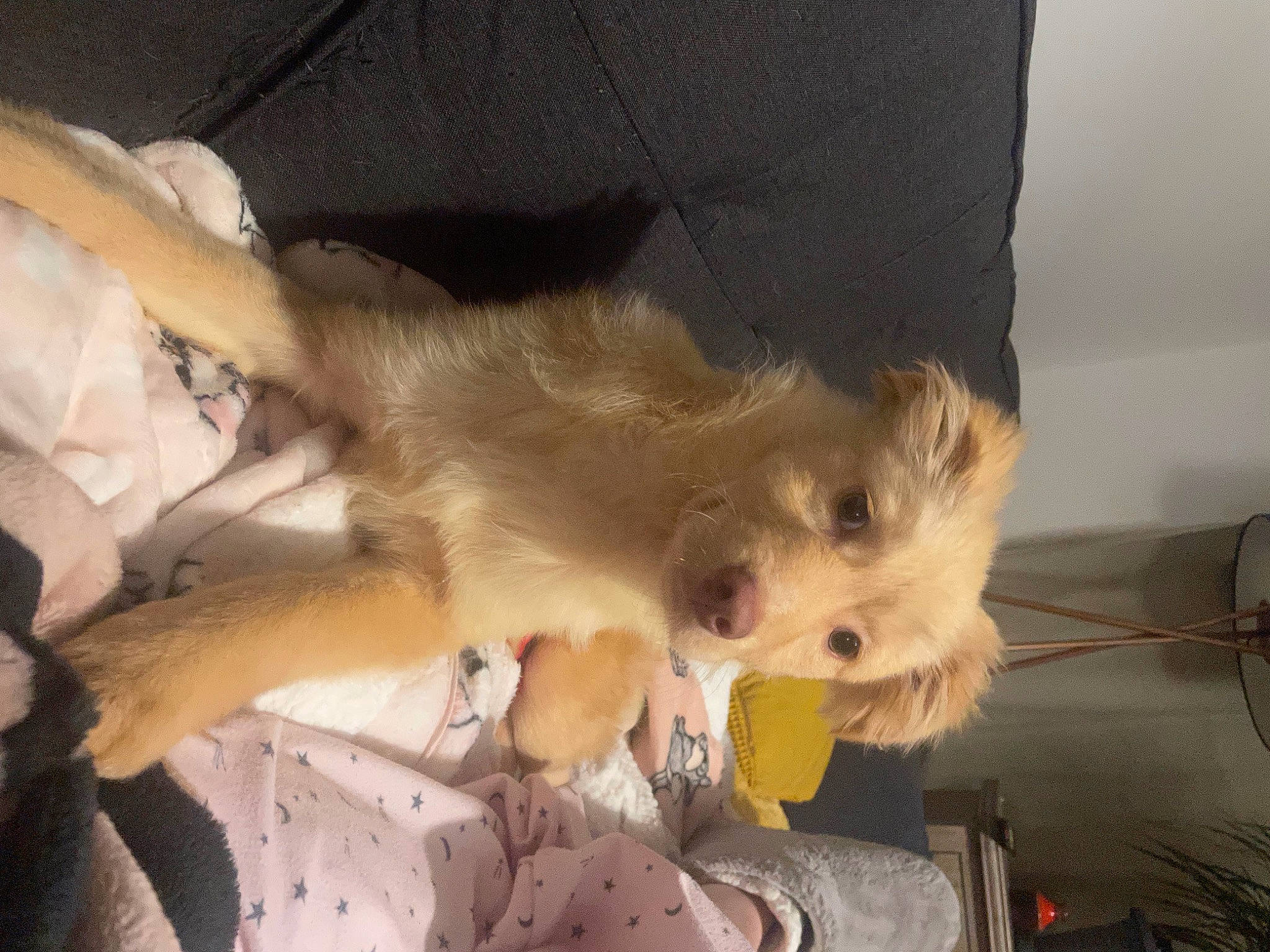 Roxy is registered to the contest to win money with this photo: canidae, carnivore, companion_dog, dog, dog_breed, fawn, felidae, fur, german_spitz, non_sporting_group, paw, small_terrier, small_to_medium_sized_cats, snout, spitz, sporting_group, tail, toy_dog, whiskers, working_animal