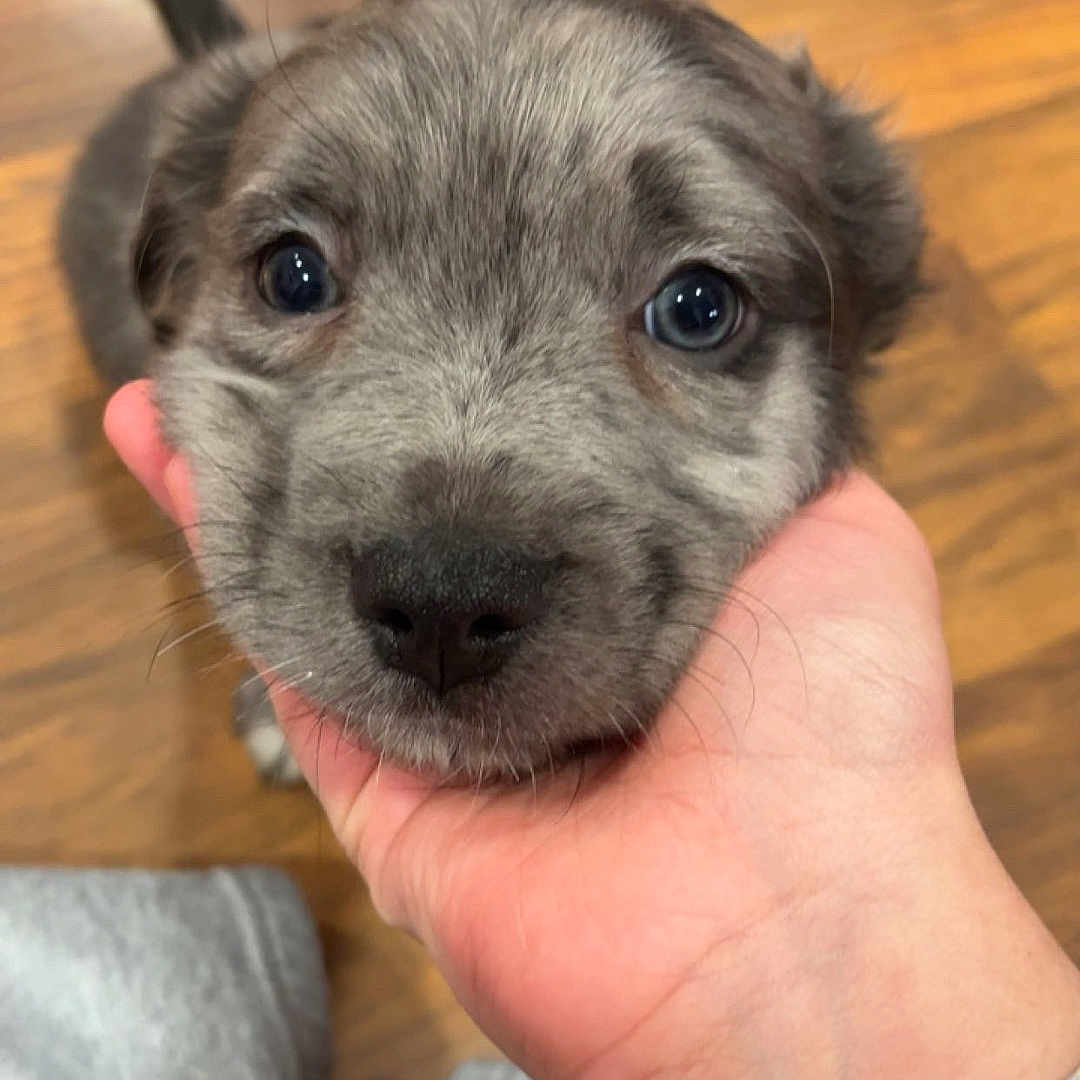 Loki joined the competition — help win amazing prizes! adorable, animal, blue_eyes, close_up, cute, dog, domestic_animal, expression, face, fur, hand, indoor, looking_at_camera, person, pet, puppy, small, wooden_floor, wristband, young