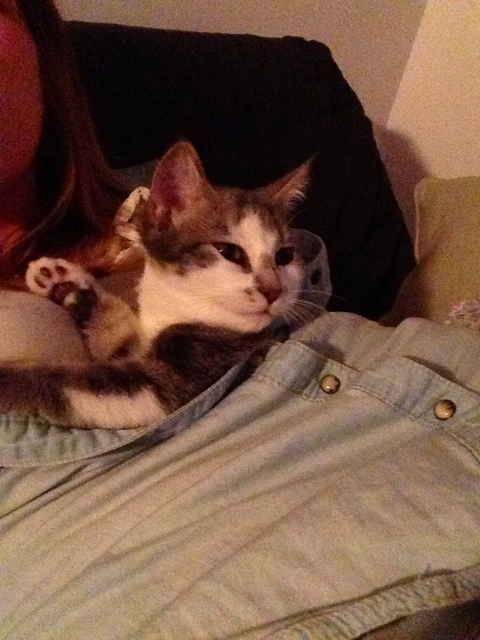 Chachat a rejoint le concours — aidez-le/la à gagner de superbes lots ! bed, box, carnivore, cat, cloud, comfort, couch, fawn, felidae, fur, grey, hardwood, mammal, small_to_medium_sized_cats, snout, tail, textile, vertebrate, whiskers, wood