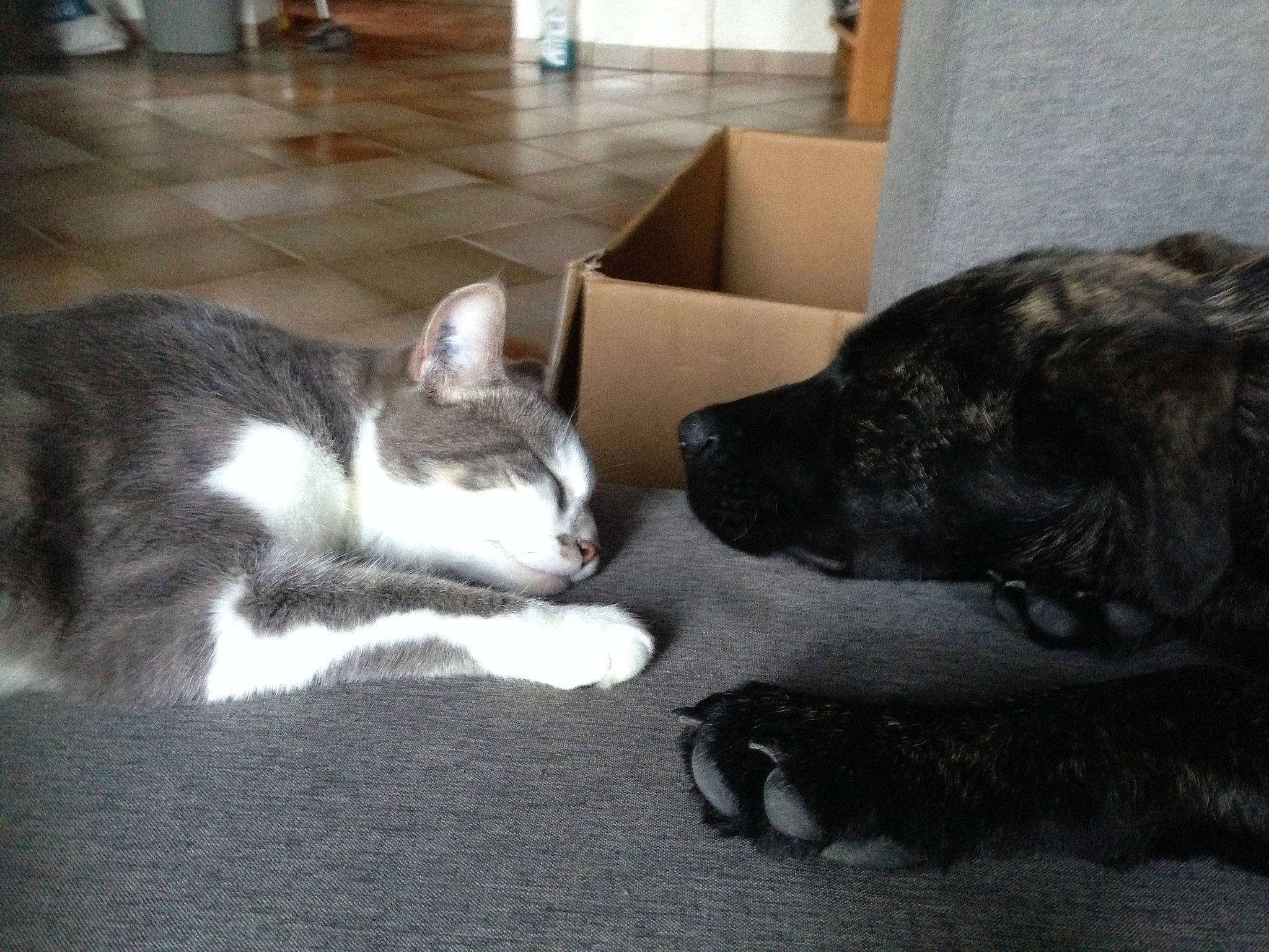 Chachat a rejoint le concours — aidez-le/la à gagner de superbes lots ! carnivore, cat, comfort, companion_dog, dog, dog_breed, domestic_short_haired_cat, felidae, floor, flooring, fur, grey, mammal, paw, small_to_medium_sized_cats, snout, tail, vertebrate, whiskers, working_animal