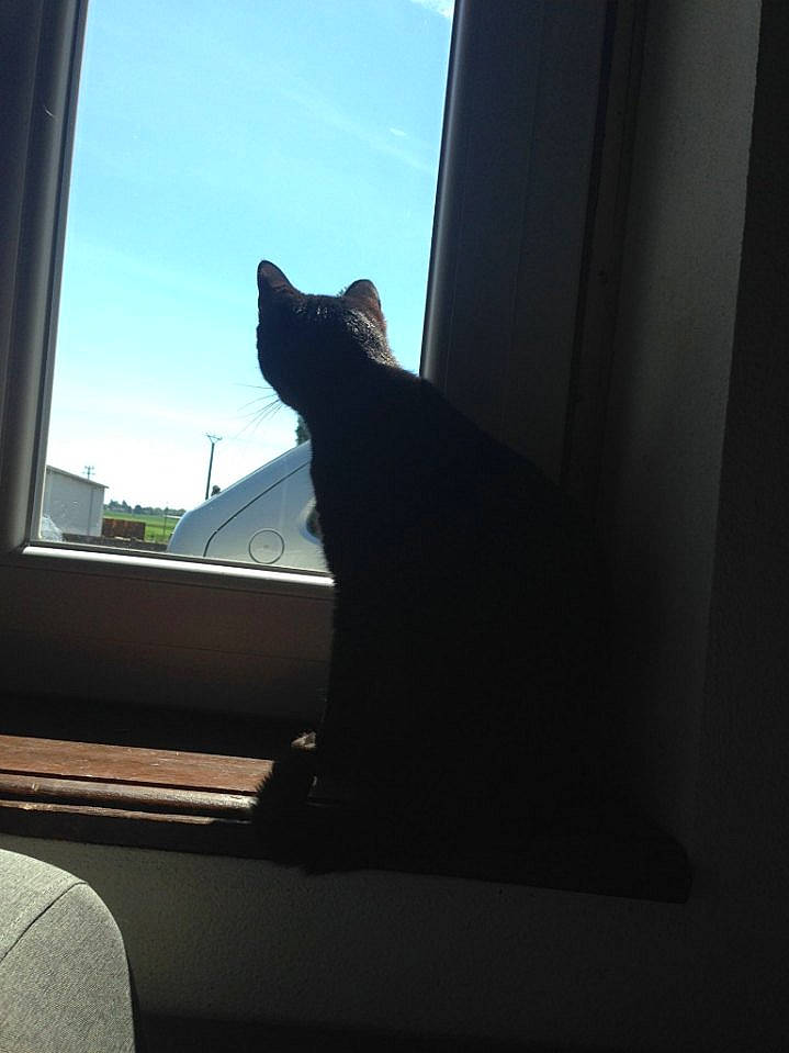 Minette a rejoint le concours — aidez-le/la à gagner de superbes lots ! building, carnivore, cat, comfort, door, felidae, floor, flooring, human_leg, interior_design, mammal, shade, sky, small_to_medium_sized_cats, tail, tints_and_shades, vehicle_door, whiskers, window, wood