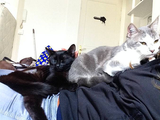 Minette a rejoint le concours — aidez-le/la à gagner de superbes lots ! bed, black_cat, bombay, canidae, carnivore, cat, claw, comfort, couch, domestic_short_haired_cat, felidae, fur, grey, nap, paw, room, sitting, small_to_medium_sized_cats, tail, whiskers