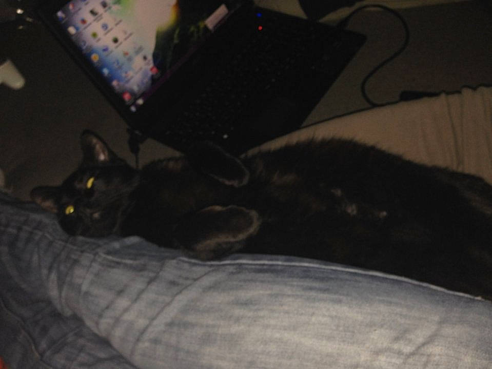 Minette participe au concours pour gagner de l'argent avec cette photo : automotive_tire, black_cat, carnivore, cat, cloud, comfort, darkness, dog_breed, domestic_short_haired_cat, felidae, fur, grey, human_leg, linens, mammal, room, small_to_medium_sized_cats, tail, vertebrate, whiskers