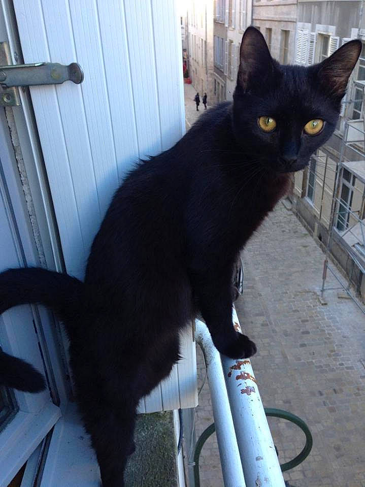 Minette a rejoint le concours — aidez-le/la à gagner de superbes lots ! black_cat, bombay, carnivore, cat, collar, domestic_short_haired_cat, felidae, fur, havana_brown, small_to_medium_sized_cats, snout, tail, whiskers, window