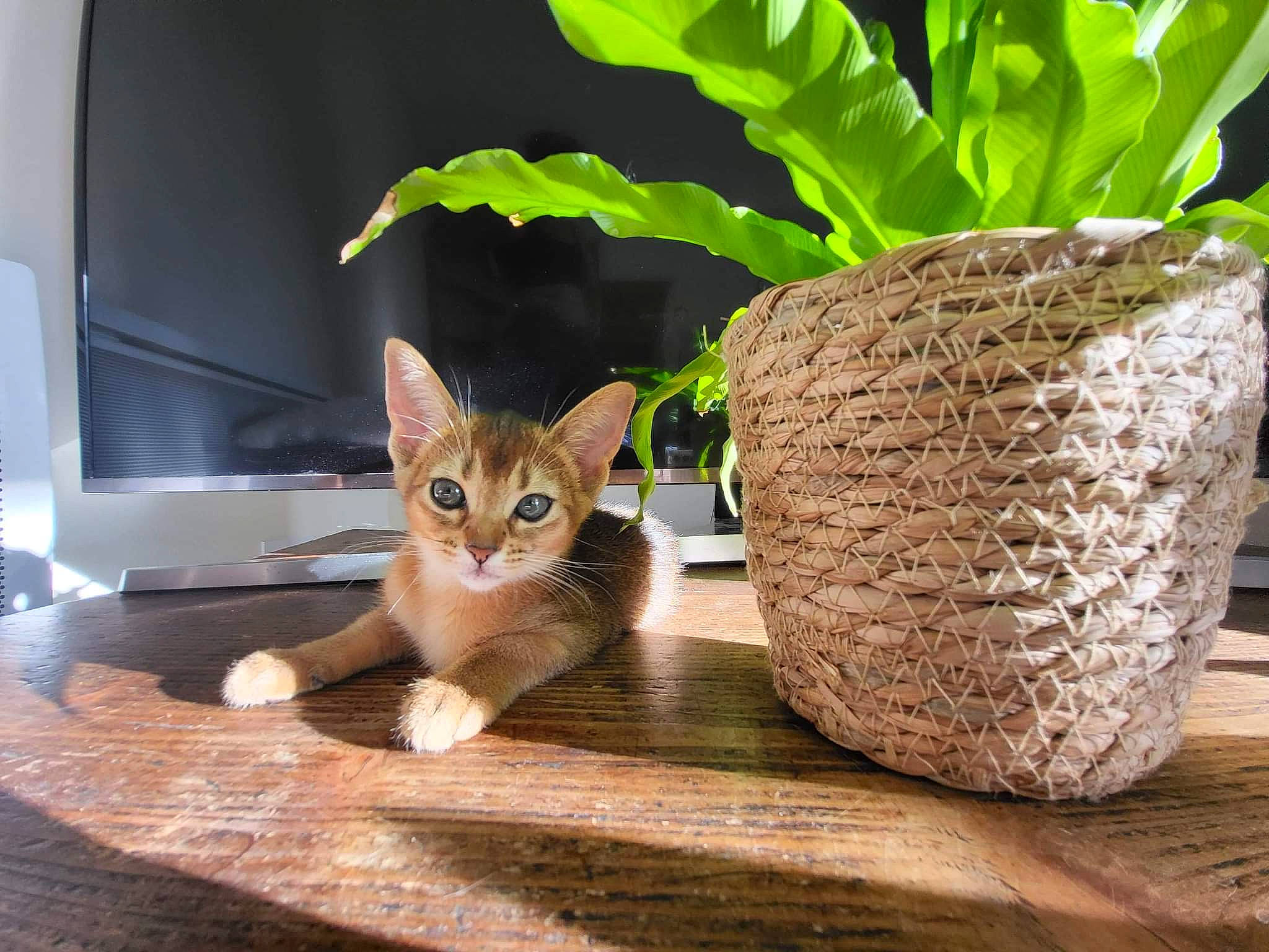 Téa-bastet a rejoint le concours — aidez-le/la à gagner de superbes lots ! carnivore, cat, domestic_short_haired_cat, fawn, felidae, flooring, flowerpot, grass, hardwood, herb, houseplant, plant, pottery, small_to_medium_sized_cats, table, tail, terrestrial_plant, tree, whiskers, wood
