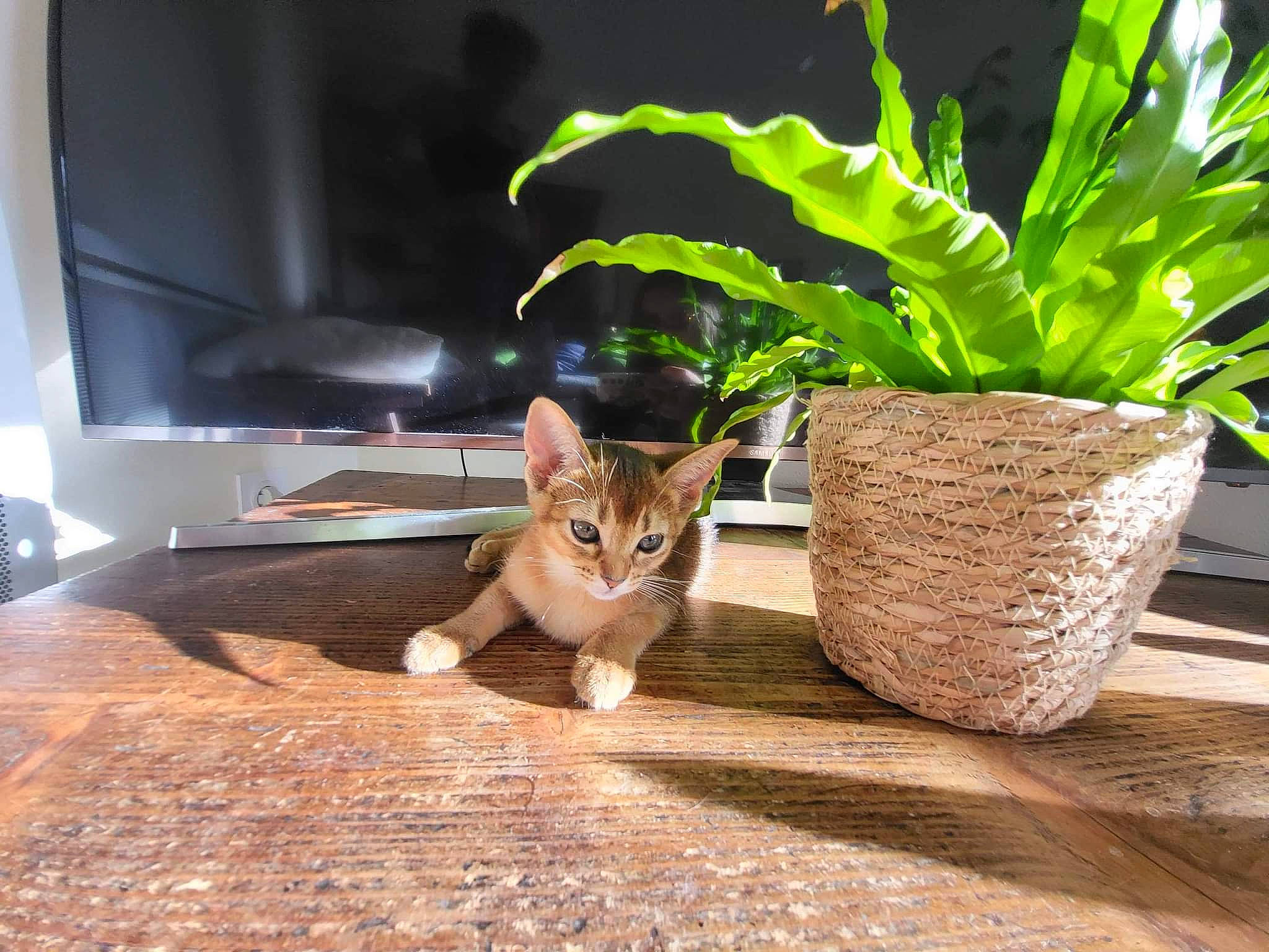 Téa-bastet a rejoint le concours — aidez-le/la à gagner de superbes lots ! carnivore, cat, domestic_short_haired_cat, fawn, felidae, floor, flooring, flowerpot, grass, hardwood, herb, houseplant, plant, room, small_to_medium_sized_cats, tail, television, terrestrial_plant, whiskers, wood
