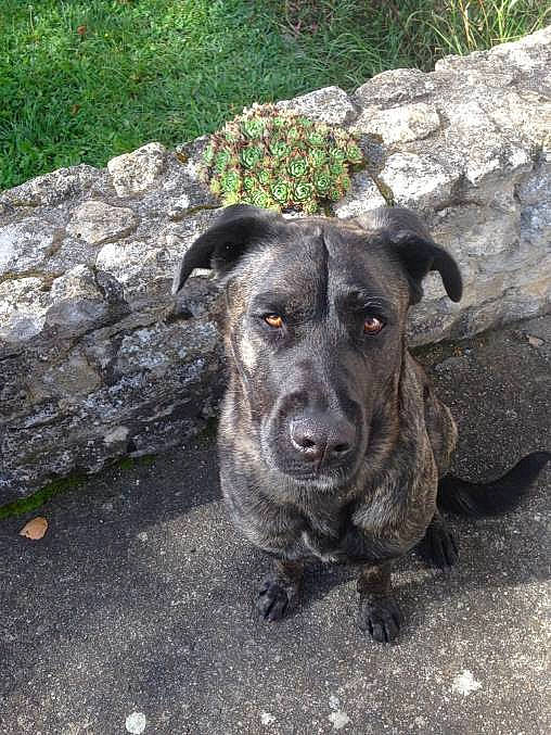 Jesse participe au concours pour gagner de l'argent avec cette photo : bedrock, borador, canidae, carnivore, companion_dog, dog, dog_breed, dogo_sardesco, eye, fawn, grass, guard_dog, plant, road_surface, snout, sporting_group, street_dog, terrestrial_animal, whiskers, working_animal