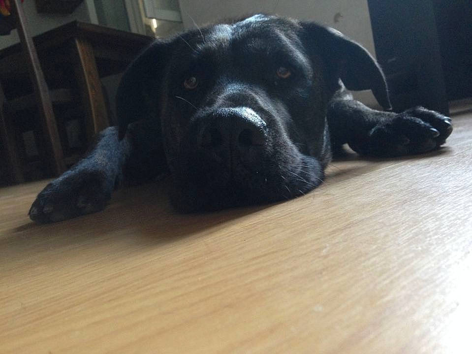 Jesse a rejoint le concours — aidez-le/la à gagner de superbes lots ! carnivore, comfort, companion_dog, dog, dog_breed, fawn, floor, flooring, hardwood, laminate_flooring, retriever, snout, tail, terrestrial_animal, varnish, whiskers, wood, wood_flooring, wood_stain, working_animal