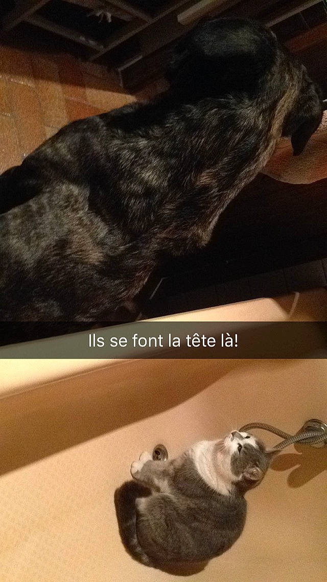 Jesse a rejoint le concours — aidez-le/la à gagner de superbes lots ! canidae, carnivore, comfort, companion_dog, dog, dog_breed, dog_collar, fawn, felidae, fur, human_leg, light, mammal, small_to_medium_sized_cats, snout, sporting_group, tail, vertebrate, whiskers, wood
