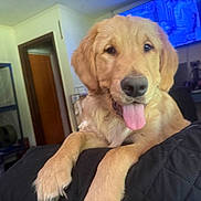 Jovana Gene joined the competition — help win amazing prizes! animal, black_quilt, blue_light, canine, cute, dog, door, furniture, golden_retriever, home, indoor, living_room, pet, puppy, quilt, relaxed, shelf, television, tongue, tongue_out
