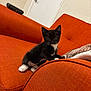Shadow And Phoenix is registered to the contest to win money with this photo: adorable, animal, black_and_white, cat, cozy, curious, cute, domestic, furniture, home, indoor, kitten, orange_couch, pet, playful, resting, small, soft, whiskers, young