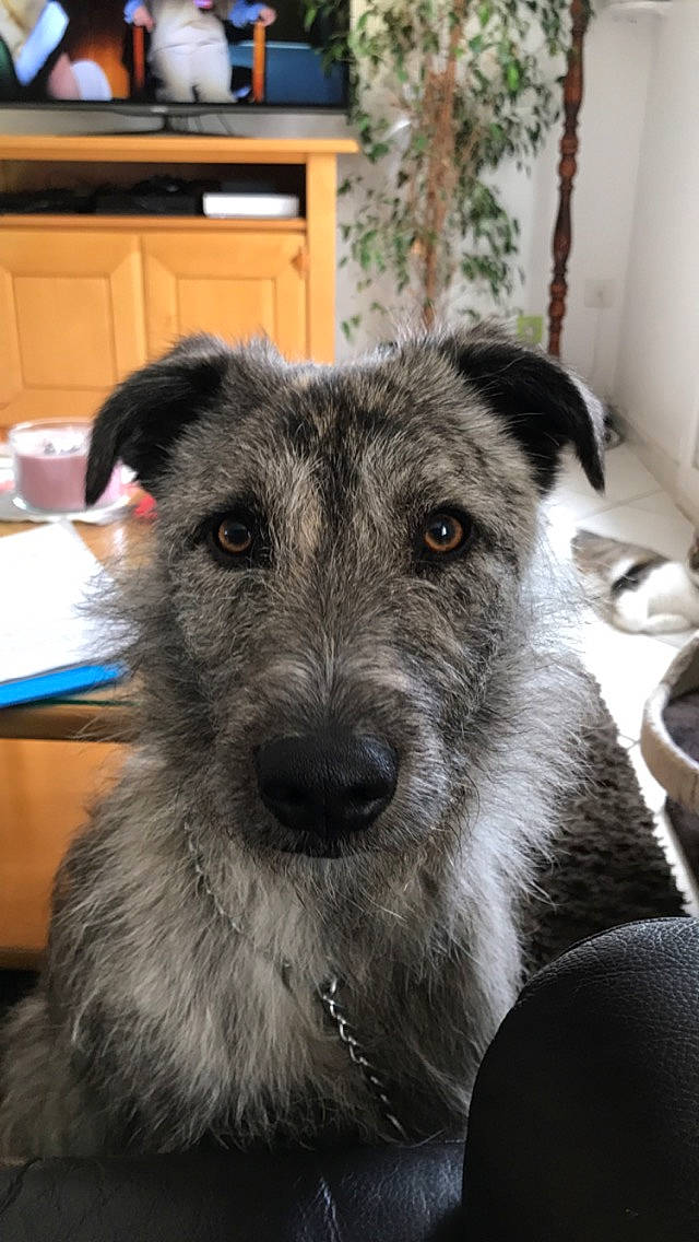 Sultan participe au concours pour gagner de l'argent avec cette photo : cabinetry, canidae, carnivore, companion_dog, cupboard, dog, dog_breed, drawer, fur, kitchen_appliance, puppy, sporting_group, terrestrial_animal, terrier, whiskers, working_animal