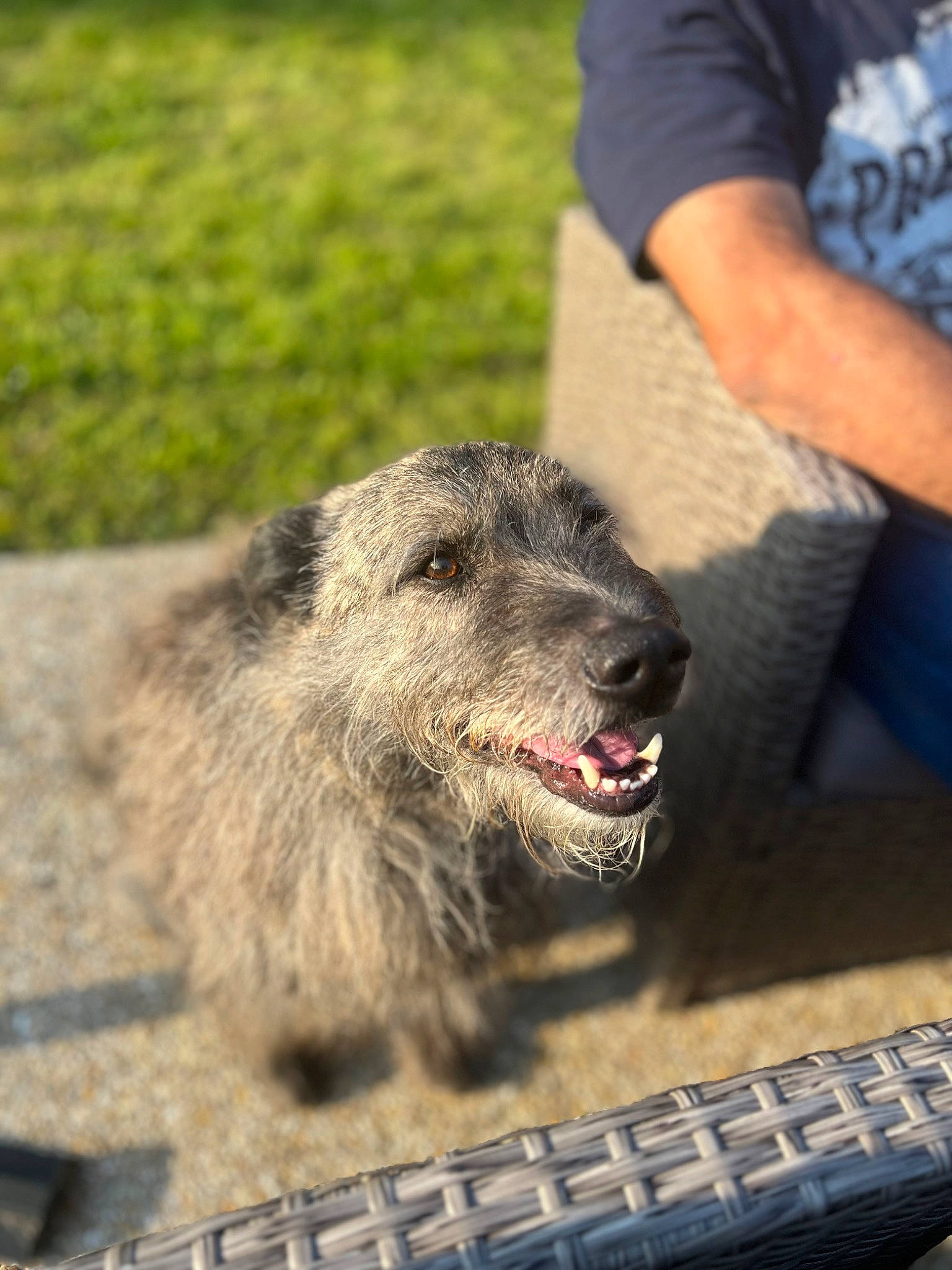 Sultan a rejoint le concours — aidez-le/la à gagner de superbes lots ! canidae, carnivore, claw, companion_dog, dog_breed, event, fawn, fur, grass, marsupial, mustelidae, sitting, snout, t_shirt, terrestrial_animal, whiskers, wildlife, working_animal