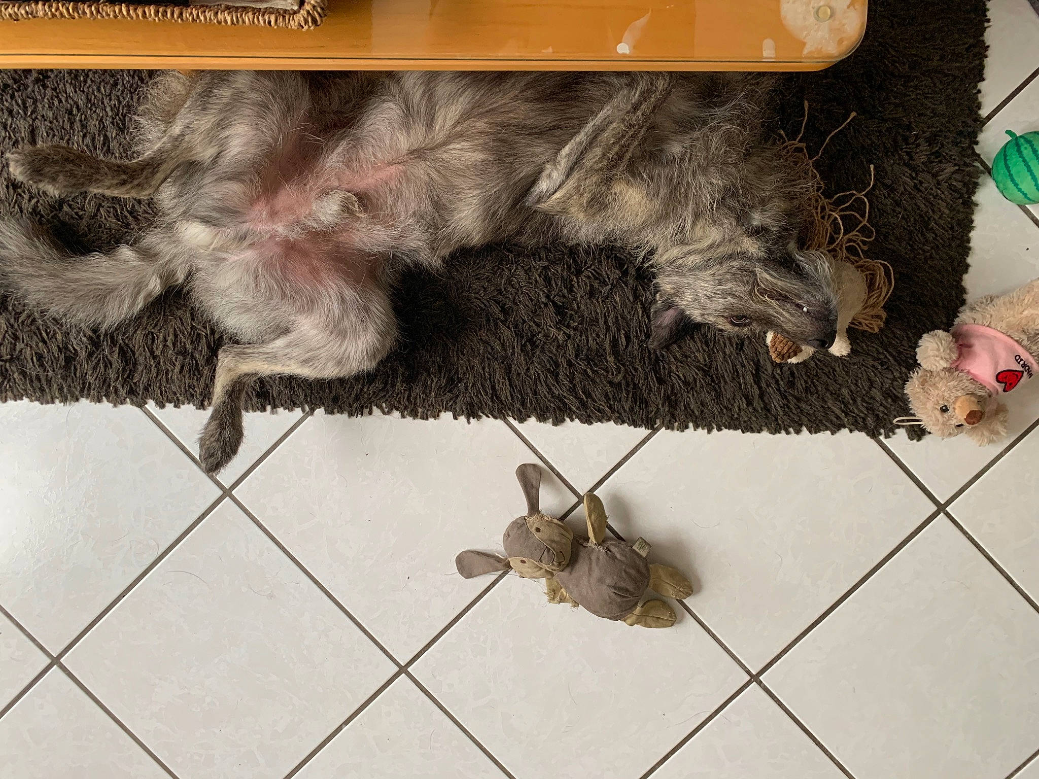 Sultan participe au concours pour gagner de l'argent avec cette photo : canidae, carnivore, cat, ear, fawn, floor, footwear, fur, miniature_schnauzer, puppy, schnauzer, shoe, tail