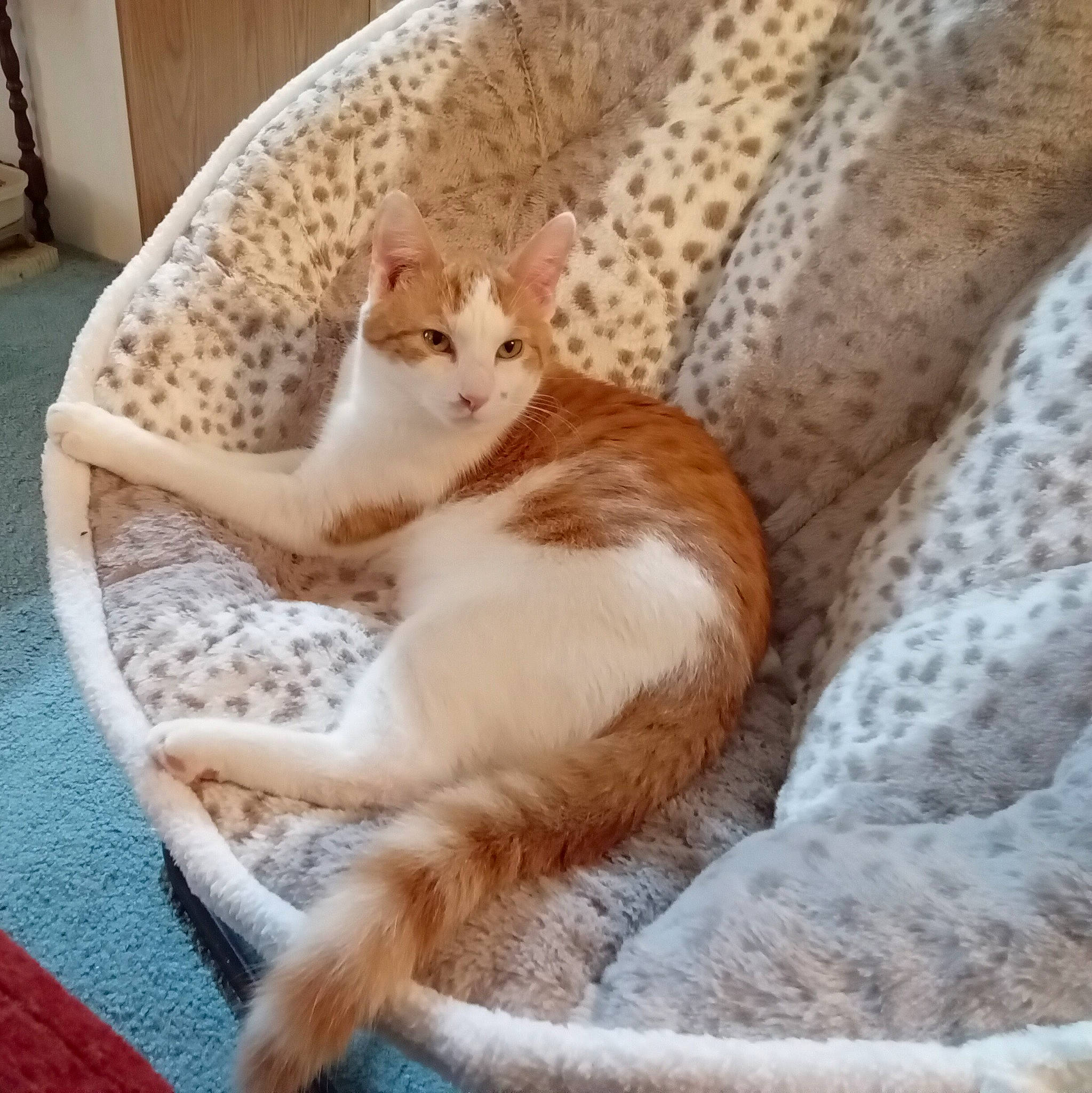 Bowie is registered to the contest to win money with this photo: carnivore, cat, cat_supply, claw, comfort, companion_dog, domestic_short_haired_cat, fawn, felidae, fur, linens, paw, pet_supply, small_to_medium_sized_cats, snout, tail, textile, whiskers, window, wood