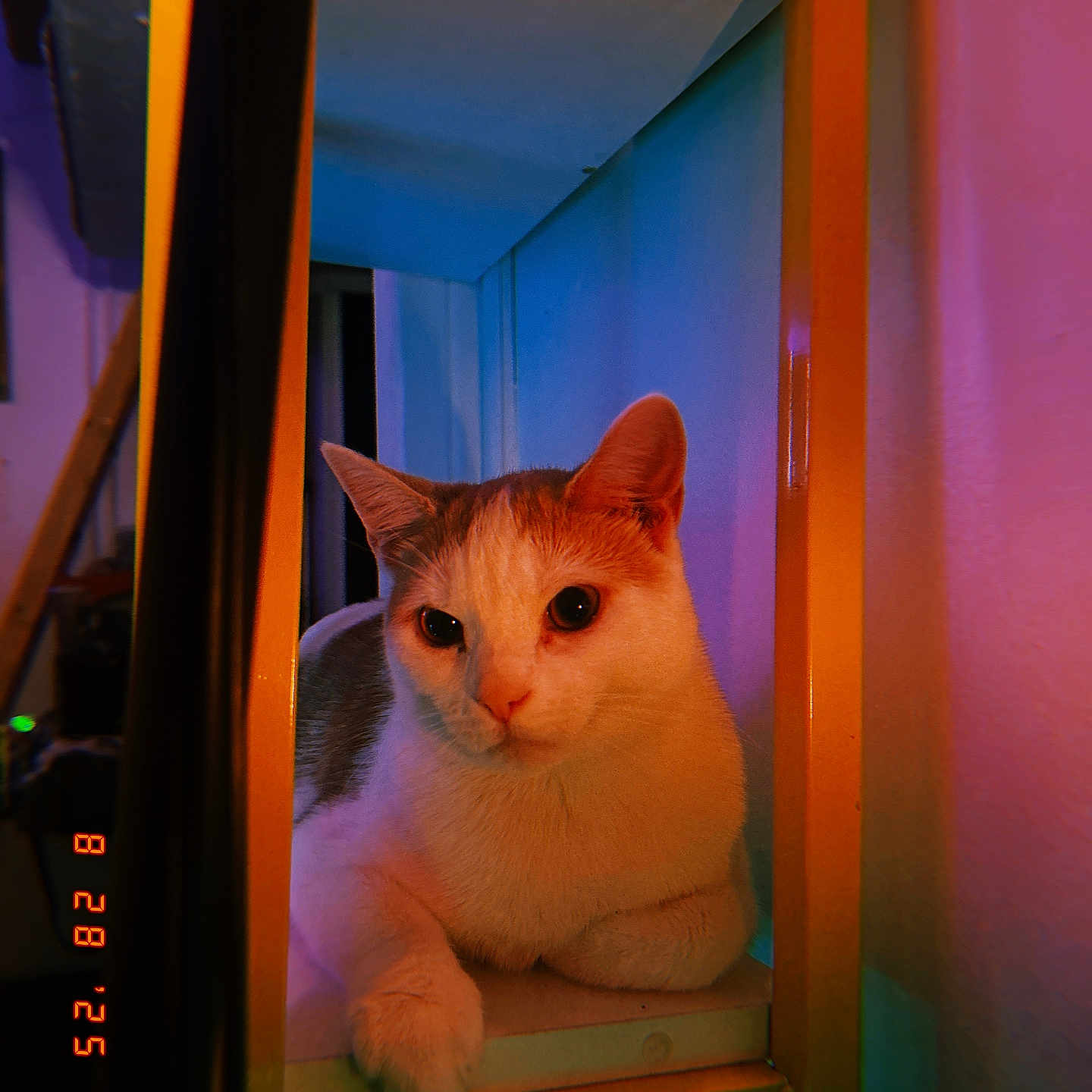 Toasted Marshmallow