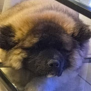 Arès participe au concours pour gagner de l'argent avec cette photo : animal, calm, closed_eyes, closeup, cozy, cute, dog, fluffy, fur, glass, head, indoors, muzzle, paw, pet, relaxed, resting, sleeping, snout, surface