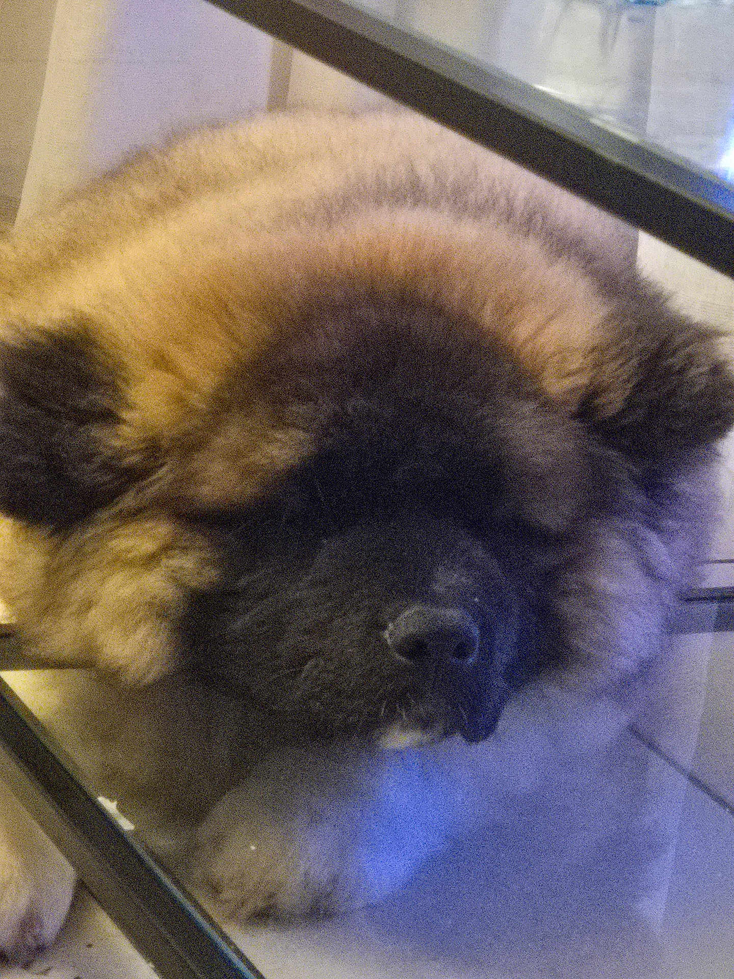 Arès participe au concours pour gagner de l'argent avec cette photo : animal, calm, closed_eyes, closeup, cozy, cute, dog, fluffy, fur, glass, head, indoors, muzzle, paw, pet, relaxed, resting, sleeping, snout, surface