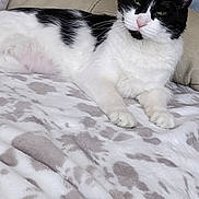 Danuta Wojcik joined the competition — help win amazing prizes! animal, black_and_white, blanket, cat, closeup, comfortable, couch, cozy, cute, ears, feline, fur, home, indoor, lying_down, pet, relaxed, resting, soft, whiskers