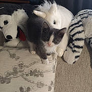 Jackson Jr is registered to the contest to win money with this photo: kitten, cat, plush_toy, unicorn, dog_toy, cushion, sofa, indoor, gray_and_white, curious, pet, furniture, blanket, pattern, cozy, soft_toys, whiskers, eyes, animal, young