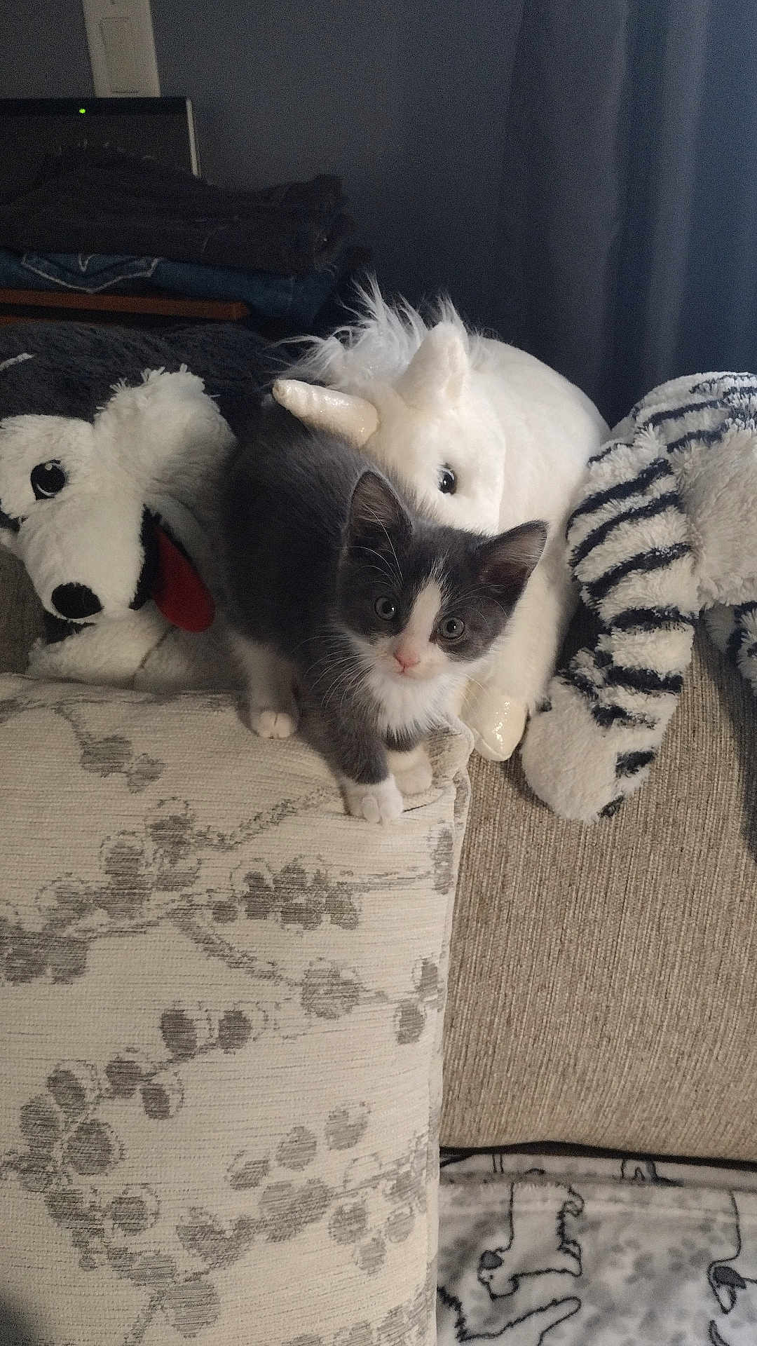 Jackson Jr is registered to the contest to win money with this photo: kitten, cat, plush_toy, unicorn, dog_toy, cushion, sofa, indoor, gray_and_white, curious, pet, furniture, blanket, pattern, cozy, soft_toys, whiskers, eyes, animal, young