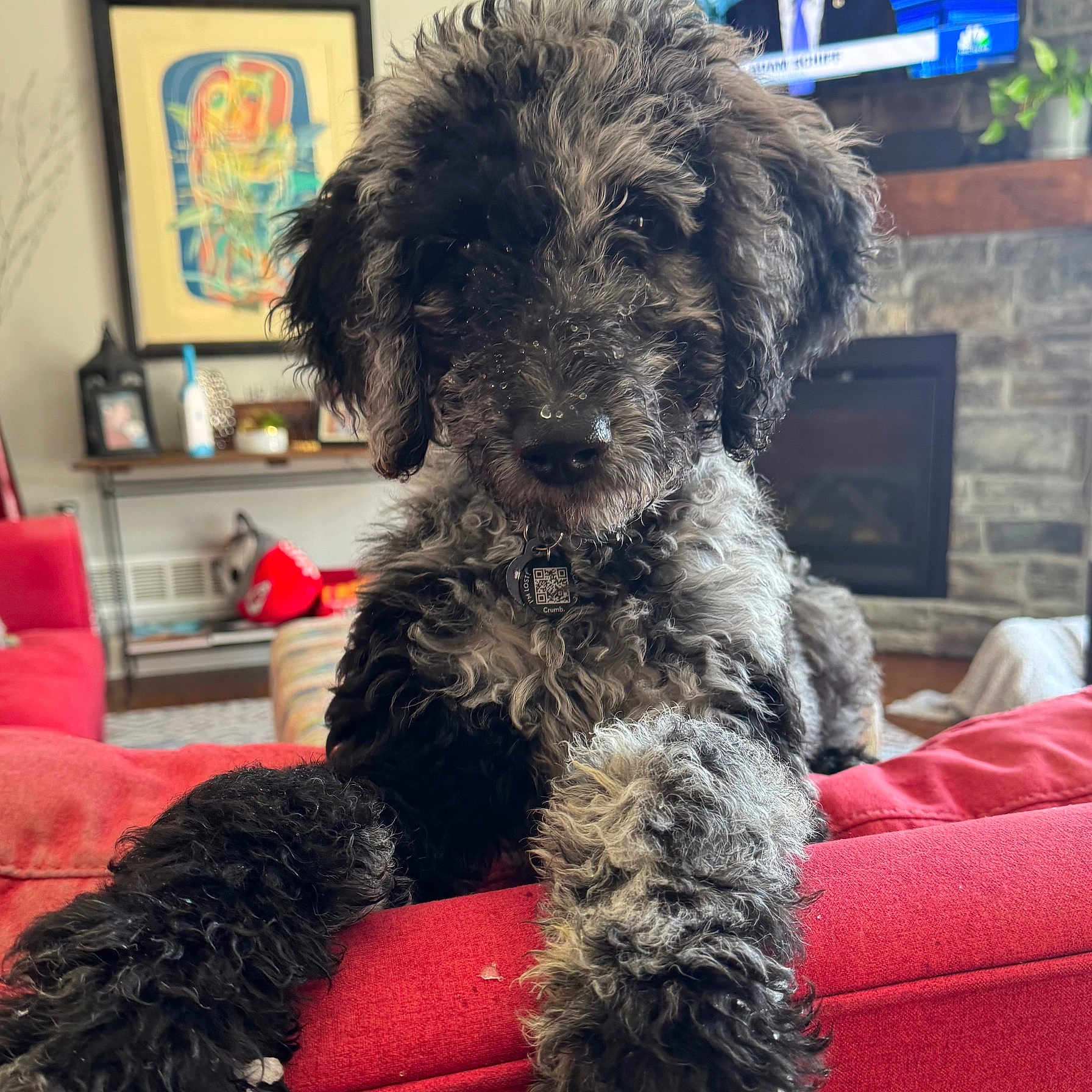 Kirby joined the competition — help win amazing prizes! dog, curly_fur, black_fur, gray_fur, couch, red_couch, living_room, fireplace, television, painting, shelf, decor, indoor, pet, relaxed, furniture, cozy, home, portrait, animal