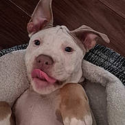 Kane joined the competition — help win amazing prizes! dog, puppy, tongue_out, ears_up, lying_down, bed, cozy, cute, pet, animal, brown, white, floor, indoor, playful, looking_up, paw, snout, canine, fur