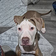 Kane joined the competition — help win amazing prizes! dog, puppy, brown_and_white, floppy_ears, floor, quilted_mat, indoor, pet, curious, looking_up, close_up, nose, ears, wooden_floor, household, domestic, animal, canine, young_dog, portrait