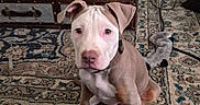 Kane joined the competition — help win amazing prizes! animal, bottle, brown_and_white, carpet, clutter, cord, curious, dog, drink, ears, floor, furniture, household, indoor, metal_trunk, patterned_rug, pet, puppy, sitting, toy