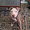 Kane joined the competition — help win amazing prizes! puppy, dog, indoor, carpet, patterned_rug, brown_and_white, ears, sitting, curious, bottle, drink, metal_trunk, clutter, toy, cord, floor, furniture, pet, animal, household