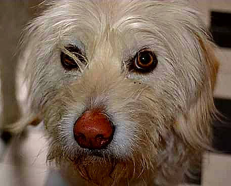 Voyoue a rejoint le concours — aidez-le/la à gagner de superbes lots ! biewer_terrier, canidae, carnivore, companion_dog, dog, dog_breed, fur, maltepoo, non_sporting_group, small_terrier, snout, sporting_group, terrestrial_animal, terrier, toy_dog, working_animal