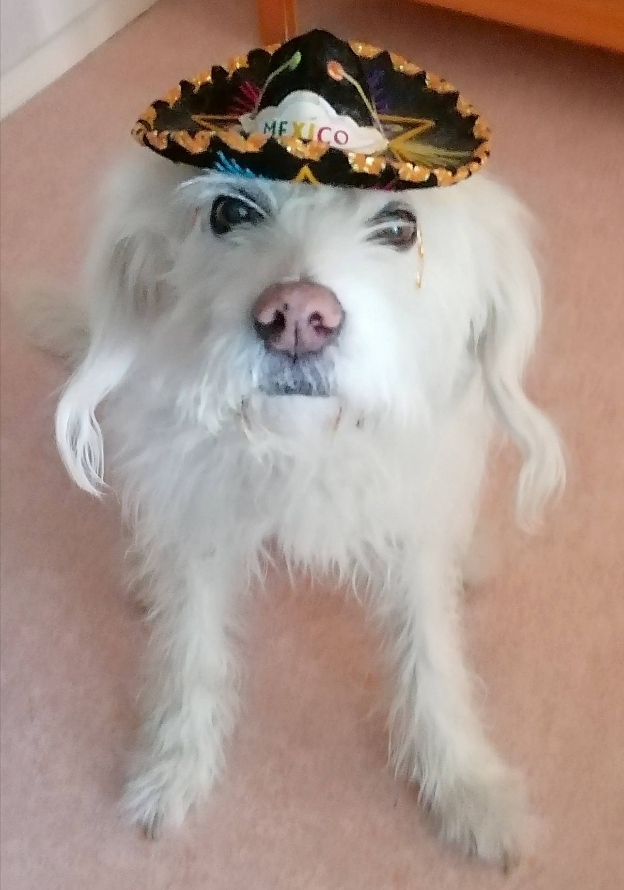 Voyoue participe au concours pour gagner de l'argent avec cette photo : carnivore, companion_dog, costume_hat, dog, dog_breed, dog_clothes, dog_collar, dog_supply, fang, fashion_accessory, fawn, fur, hat, party_hat, small_terrier, sporting_group, terrier, toy_dog, whiskers, working_animal