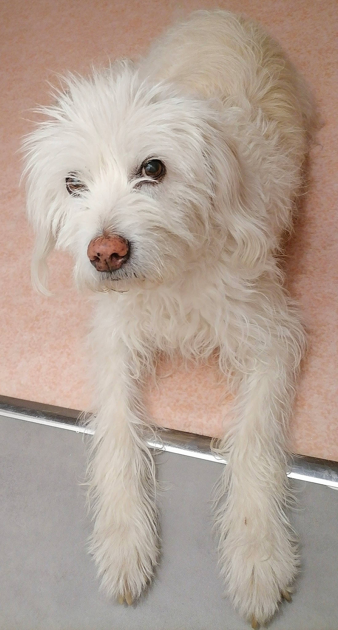 Voyoue a rejoint le concours — aidez-le/la à gagner de superbes lots ! canidae, carnivore, companion_dog, dog, dog_breed, fur, maltepoo, non_sporting_group, small_terrier, snout, sporting_group, terrier, toy_dog, working_animal