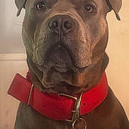 Cash is registered to the contest to win money with this photo: dog, pet, collar, red_collar, brown_dog, close_up, indoor, portrait, canine, animal, muzzle, ears, whiskers, fur, looking_at_camera, domestic_animal, tag, metal_ring, expression, face