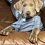 Marley Almaguer is registered to the contest to win money with this photo: dog, canine, pet, puppy, shirt, blue_shirt, brown_leather_couch, indoor, furniture, relaxed, animal, domestic_animal, looking_at_camera, ears, paws, snout, collar, tag, resting, portrait
