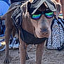 Marley Almaguer is registered to the contest to win money with this photo: dog, sunglasses, cap, sand, outdoor, person, shorts, bag, backpack, leash, sunny, reflection, ground, footwear, animal, pet, casual, summer, accessory, nature