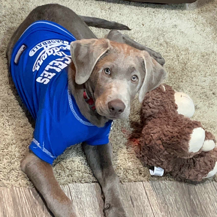 Marley Almaguer is registered to the contest to win money with this photo: animal, blue_jersey, brown_toy, carpet, collar, cute, dog, ears, flooring, home, indoor, laying_down, looking_up, pet, puppy, stuffed_toy, tail, toy, wood_floor, young_dog