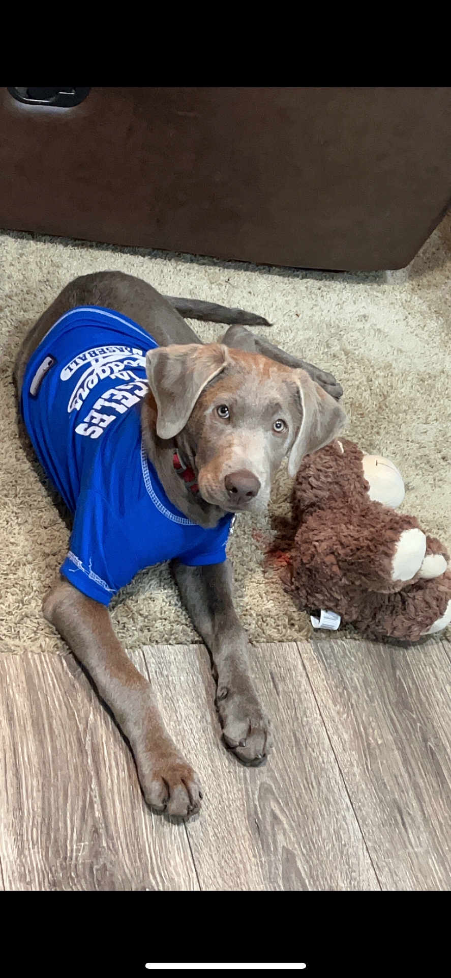 Marley Almaguer is registered to the contest to win money with this photo: dog, puppy, blue_jersey, carpet, stuffed_toy, brown_toy, flooring, wood_floor, pet, animal, indoor, laying_down, looking_up, cute, young_dog, ears, tail, collar, toy, home