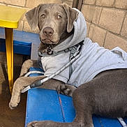 Marley Almaguer is registered to the contest to win money with this photo: dog, gray_dog, hoodie, bench, blue_bench, brick_wall, leash, pet, canine, resting, outdoor, side_view, calm, animal, paw, collar, furniture, casual, domestic_animal, portrait