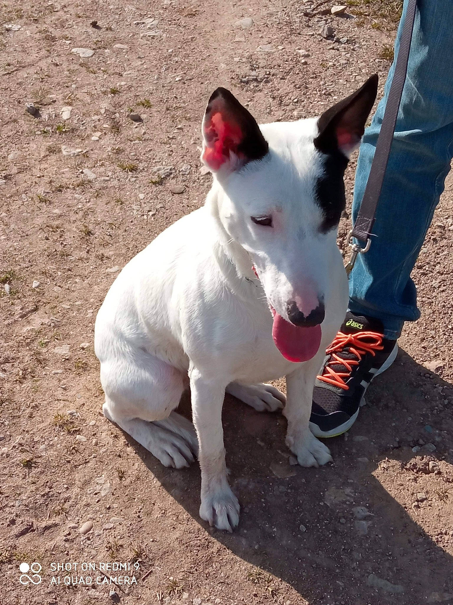 Naoki participe au concours pour gagner de l'argent avec cette photo : bull_terrier, canidae, carmine, carnivore, collar, companion_dog, dog, dog_breed, dog_collar, dogo_guatemalteco, leg, non_sporting_group, old_english_terrier, snout, sporting_group, tail, terrestrial_animal, walking, whiskers, working_animal