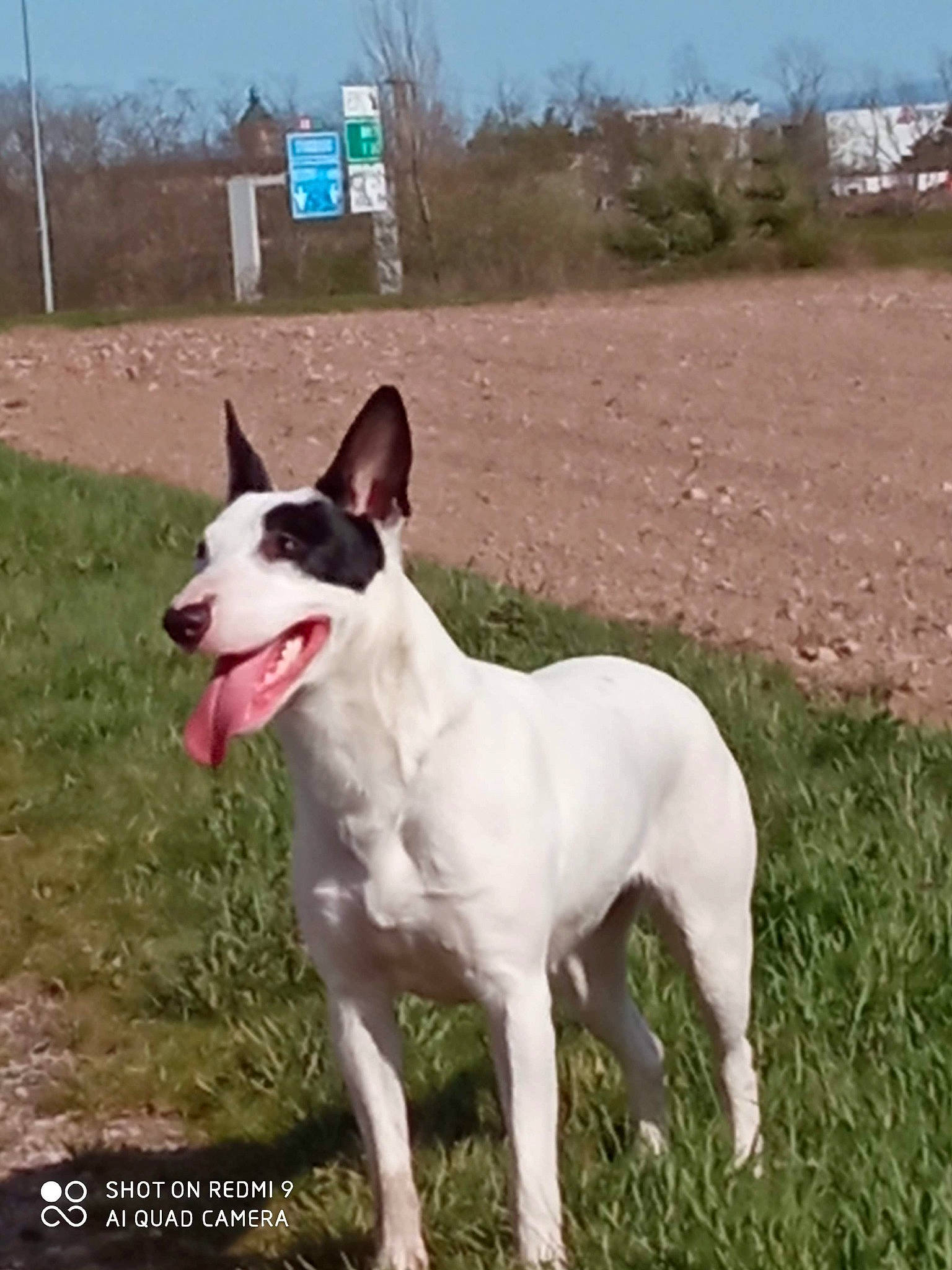 Naoki participe au concours pour gagner de l'argent avec cette photo : ancient_dog_breeds, canidae, carnivore, collar, companion_dog, dog, dog_breed, dog_collar, grass, hunting_dog, non_sporting_group, plant, sky, soil, tail, terrestrial_animal, tree, working_animal, working_dog