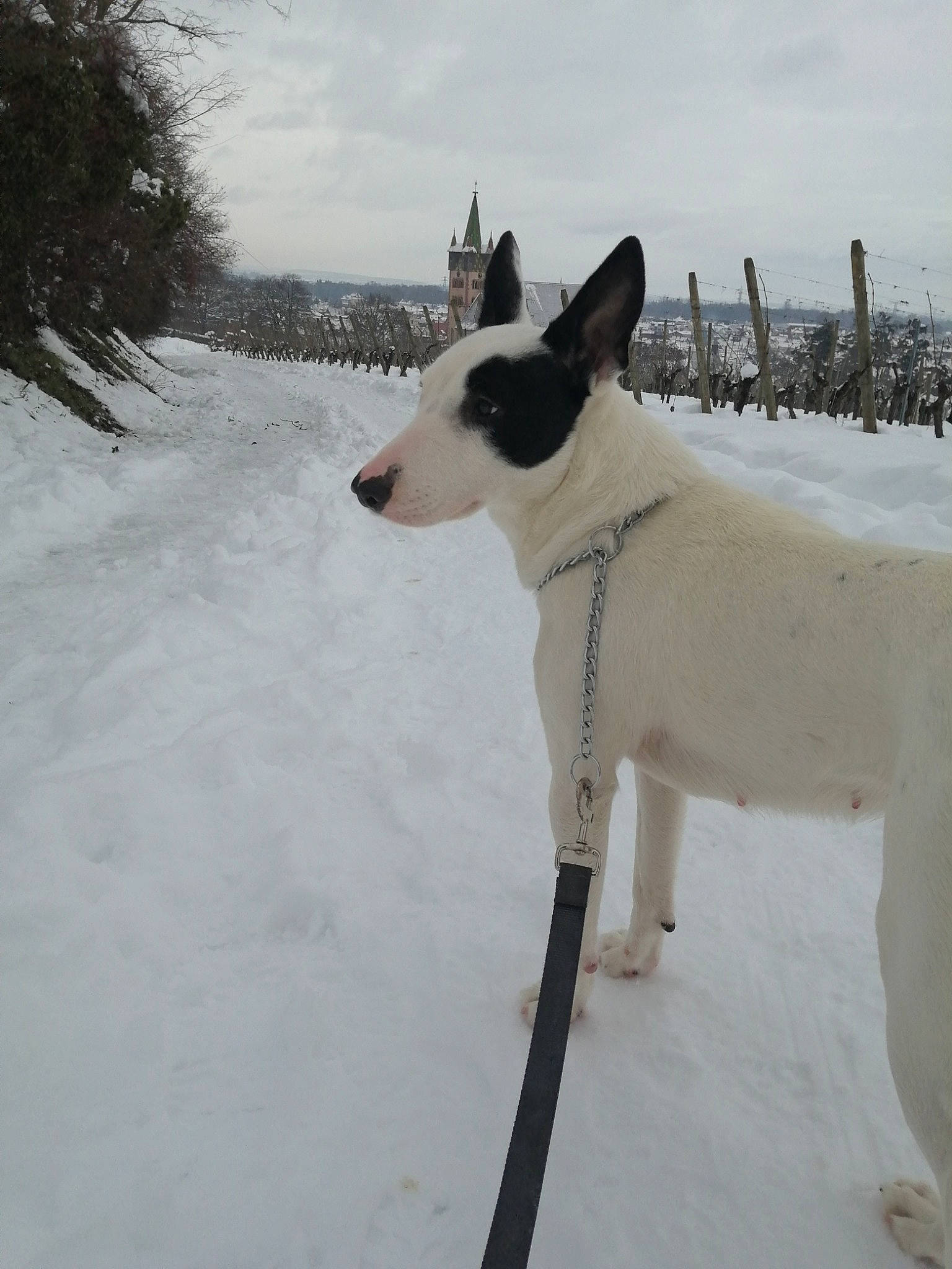 Naoki participe au concours pour gagner de l'argent avec cette photo : canidae, carnivore, cloud, collar, companion_dog, dog, dog_breed, dog_collar, dog_supply, fawn, freezing, non_sporting_group, plant, sky, snow, tail, tree, winter, working_animal, working_dog
