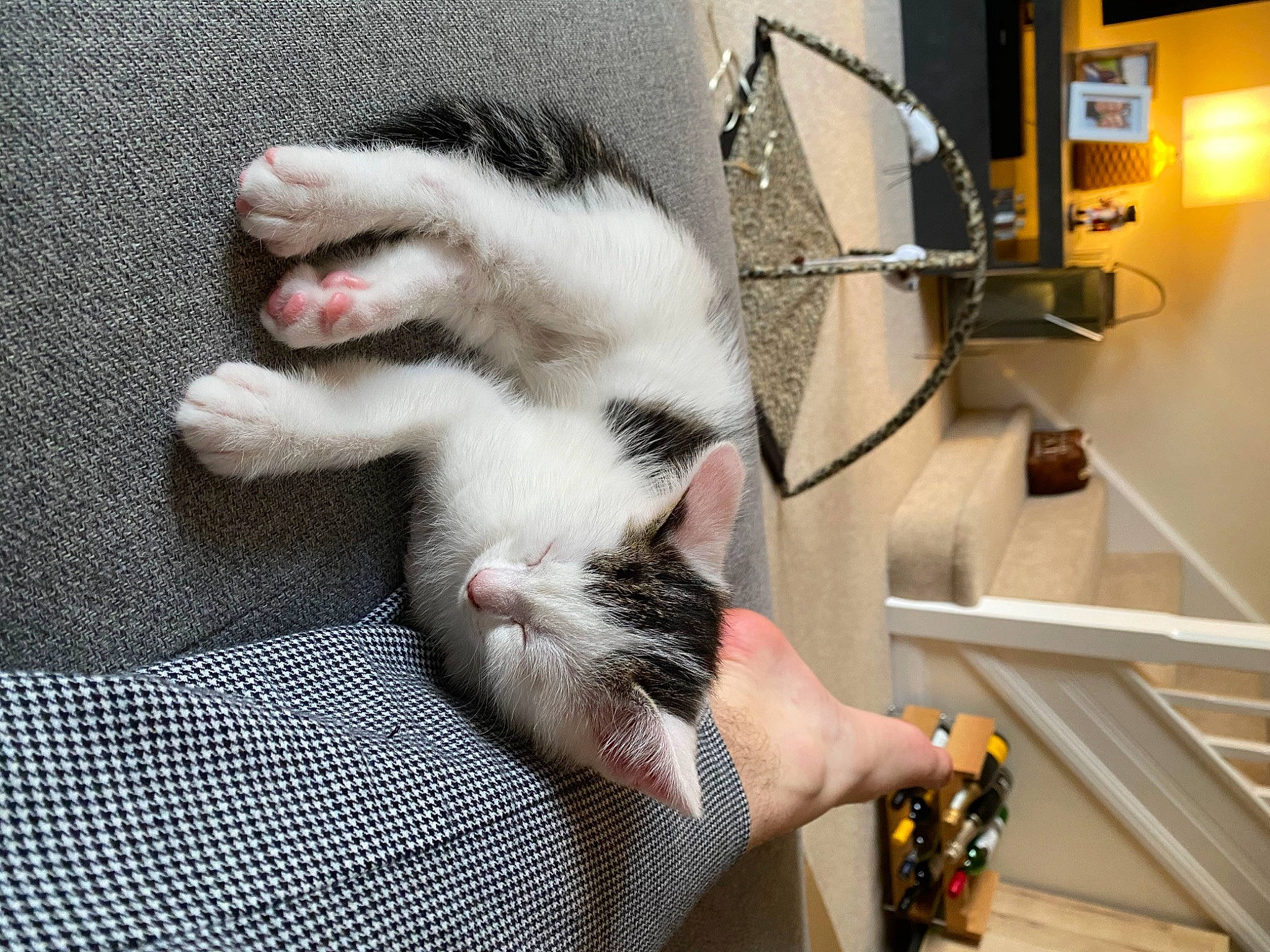 Milo joined the competition — help win amazing prizes! canidae, carnivore, cat, claw, comfort, companion_dog, dog_breed, domestic_short_haired_cat, felidae, fur, machine, nail, pattern, paw, small_to_medium_sized_cats, sporting_group, tail, whiskers