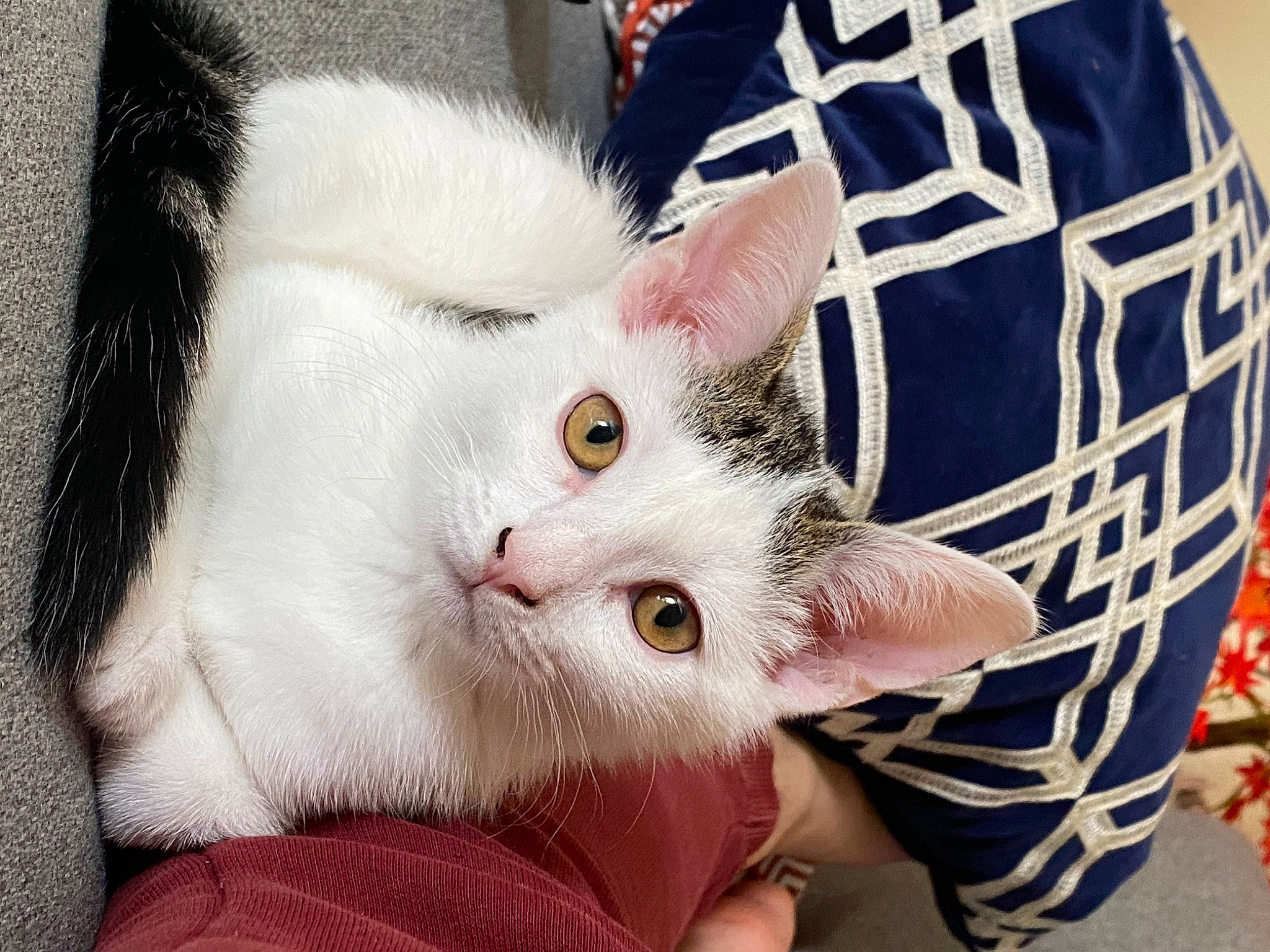 Milo is registered to the contest to win money with this photo: carnivore, cat, cat_supply, claw, comfort, domestic_short_haired_cat, fang, fawn, felidae, fur, gesture, nail, pattern, paw, small_to_medium_sized_cats, snout, tail, whiskers